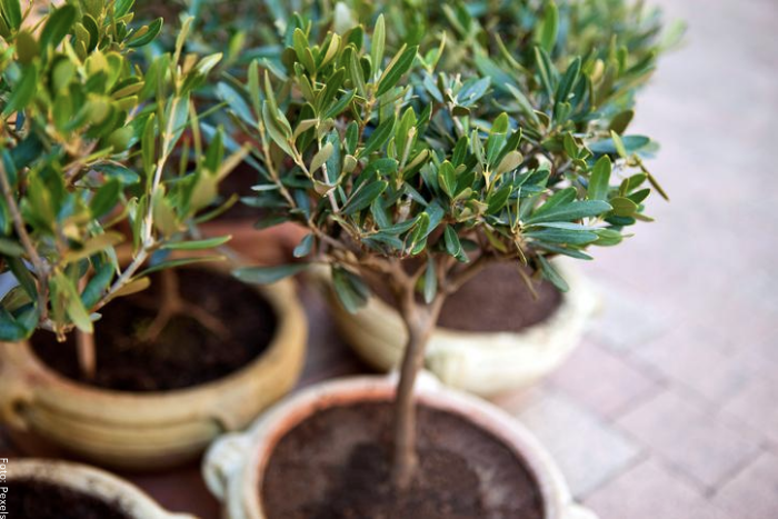 Foto de una planta de olivo en maceta para ilustrar cuidados
