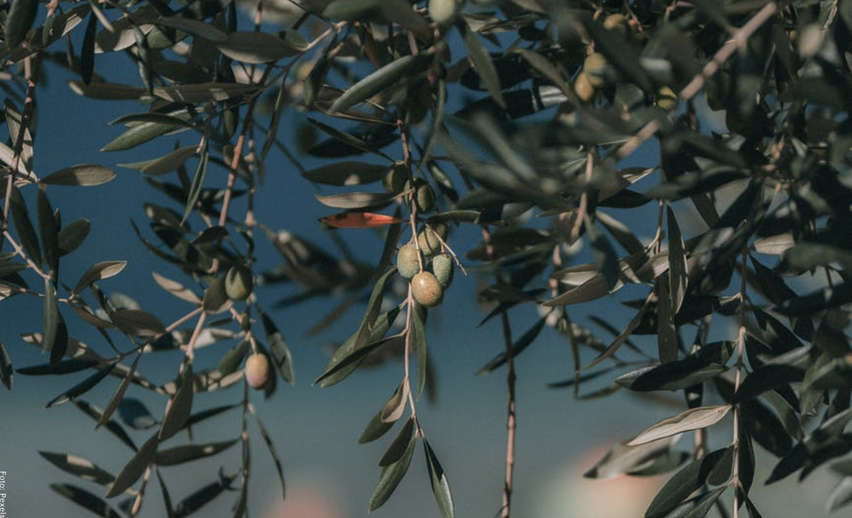 Cuidados del olivo, secretos para mantenerlo en casa