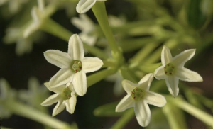 Dama de noche, cuidados para esta hermosa planta
