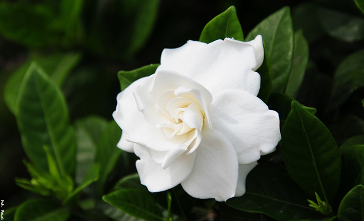 Gardenia: cuidados de una hermosa flor