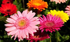 Gerbera: cuidados de la planta de la alegría