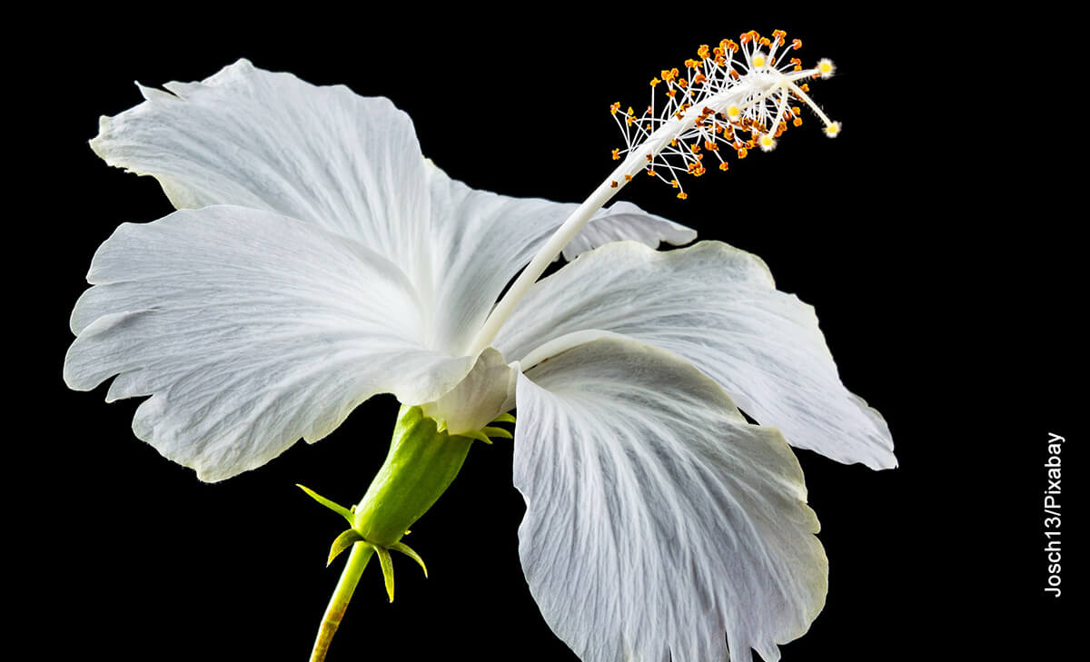 Foto de una flor blanca que muestra el hibiscus y sus cuidados