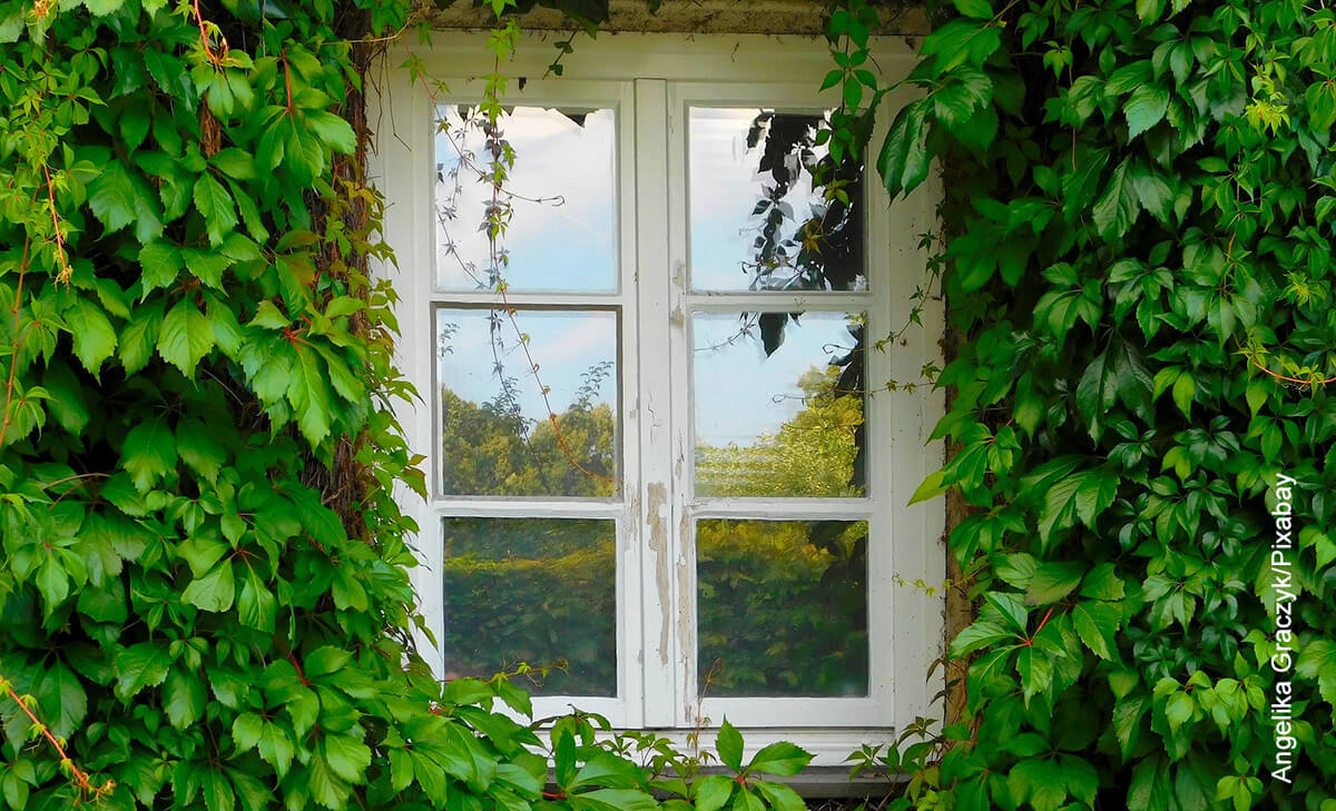 Foto de una ventana rodeada de plantas