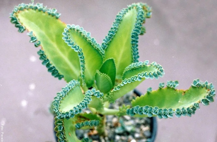 Foto de una planta de kalanchoe en una maceta