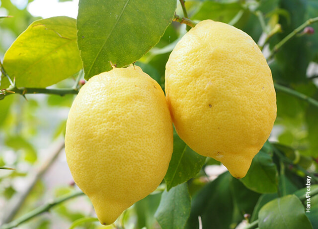 Foto de dos limones amarillos en una rama