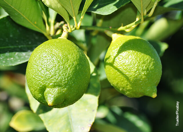 Foto de dos limones verdes que ilustran el limonera en maceta y los cuidados que deben tener