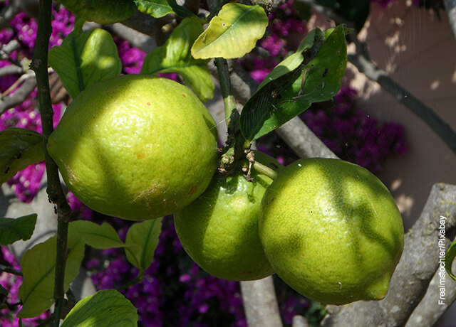 Foto de un árbol frutal de cítricos