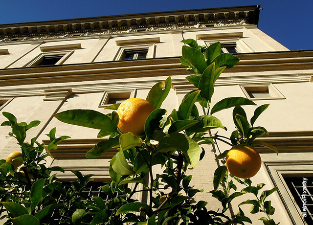 Foto de unos limones amarillos colgados en un árbol