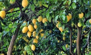 Foto de un árbol frutal que muestra el limonero en maceta y los cuidados que le debes tener