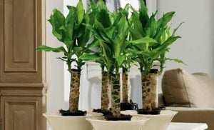 Palo de Brasil: cuidados del árbol de la felicidad