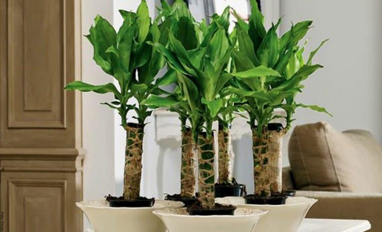 Palo de Brasil cuidados del árbol de la felicidad Vibra