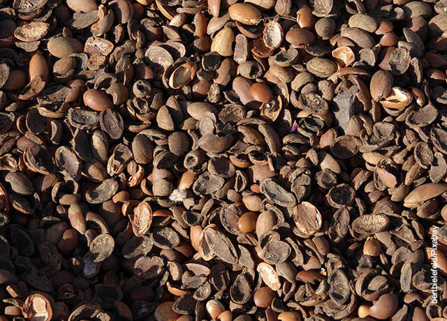 Foto de semillas de argán que ilustran para qué sirve el aceite de argán