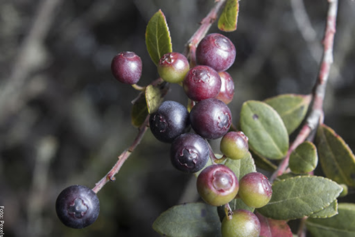 Foto de una rama con frutos de agraz