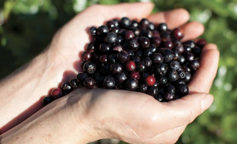 Para qué sirve el agraz, ¡inclúyelo en tu alimentación! Vibra