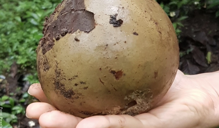 Foto de un hombre sosteniendo una fruta para ilustrar para qué sirve el borojó