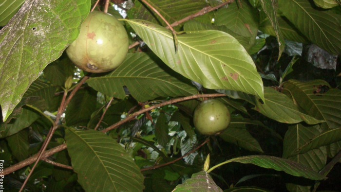 Foto de la fruta aún en el árbol de color verde