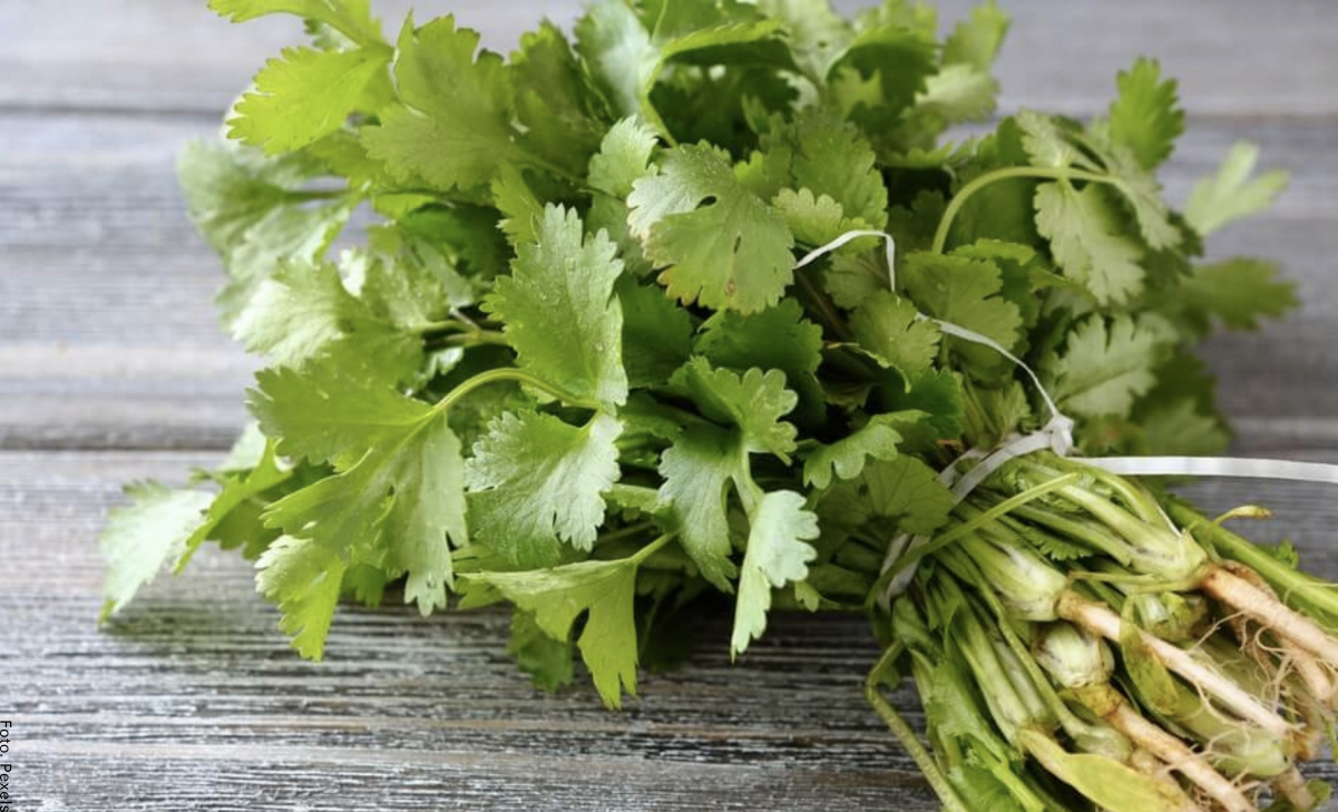 Para qué sirve el cilantro, propiedades para la salud