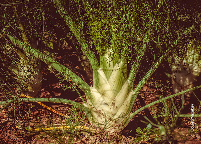 Foto de una planta que ilustra para qué sirve el hinojo