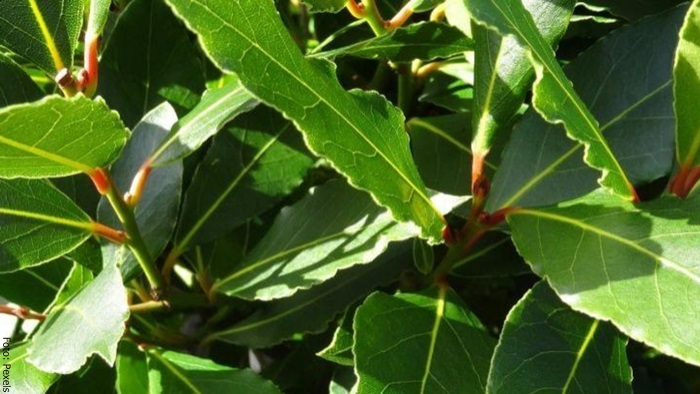 Foto de unas hojas verdes de laurel