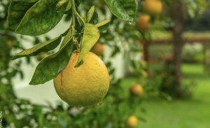 ¿Para qué sirve el limón? ¡Hace milagros!