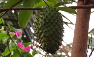 Foto de una guanábana colgando de una rama