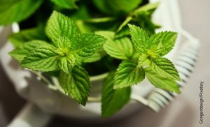 Foto de una taza con aromáticas que muestra para qué sirve la menta