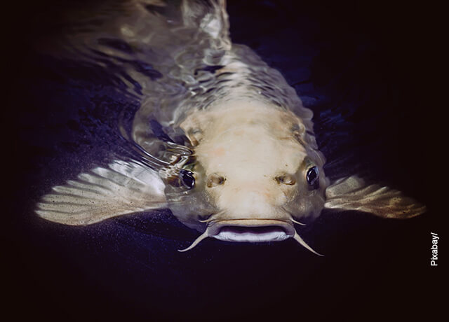 Foto de un pez en primer plano