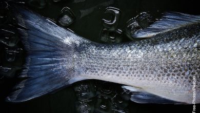 Foto de la cola de un pez que muestra para qué sirven las escamas de pescado