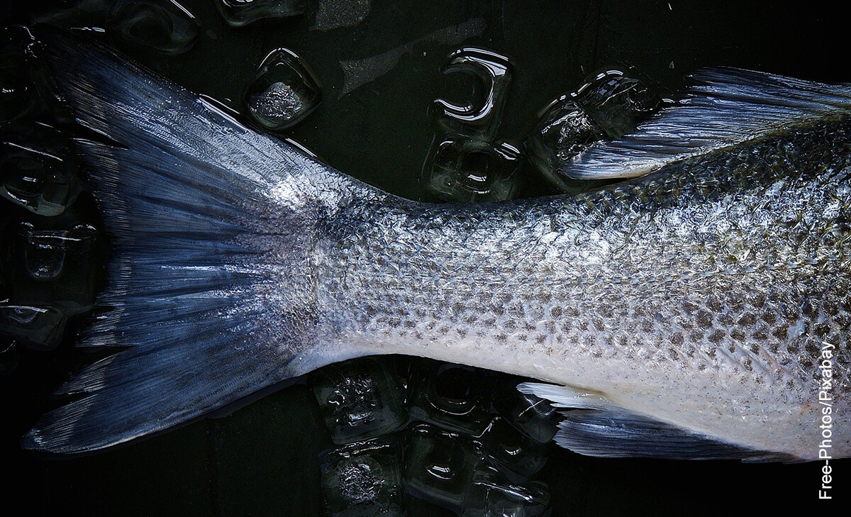 Foto de la cola de un pez que muestra para qué sirven las escamas de pescado