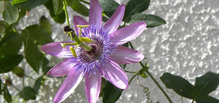 Foto de una flor morada de pasiflora