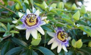 ¡Pasiflora! Para qué sirve la flor de la pasión