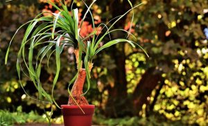 Pata de elefante, cuidados de esta curiosa planta