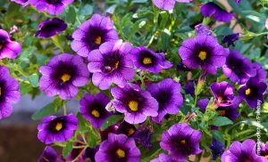 Foto de unas flores violetas que ilustran las petunias y los cuidados que le debes tener