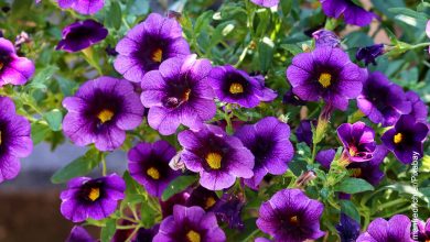 Foto de unas flores violetas que ilustran las petunias y los cuidados que le debes tener