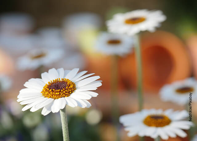 Foto de unas flores blancas que muestran las plantas de exterior fáciles de cuidar