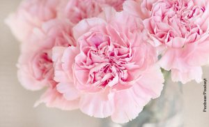 Foto de una rosa que muestra las plantas de exterior fáciles de cuidar