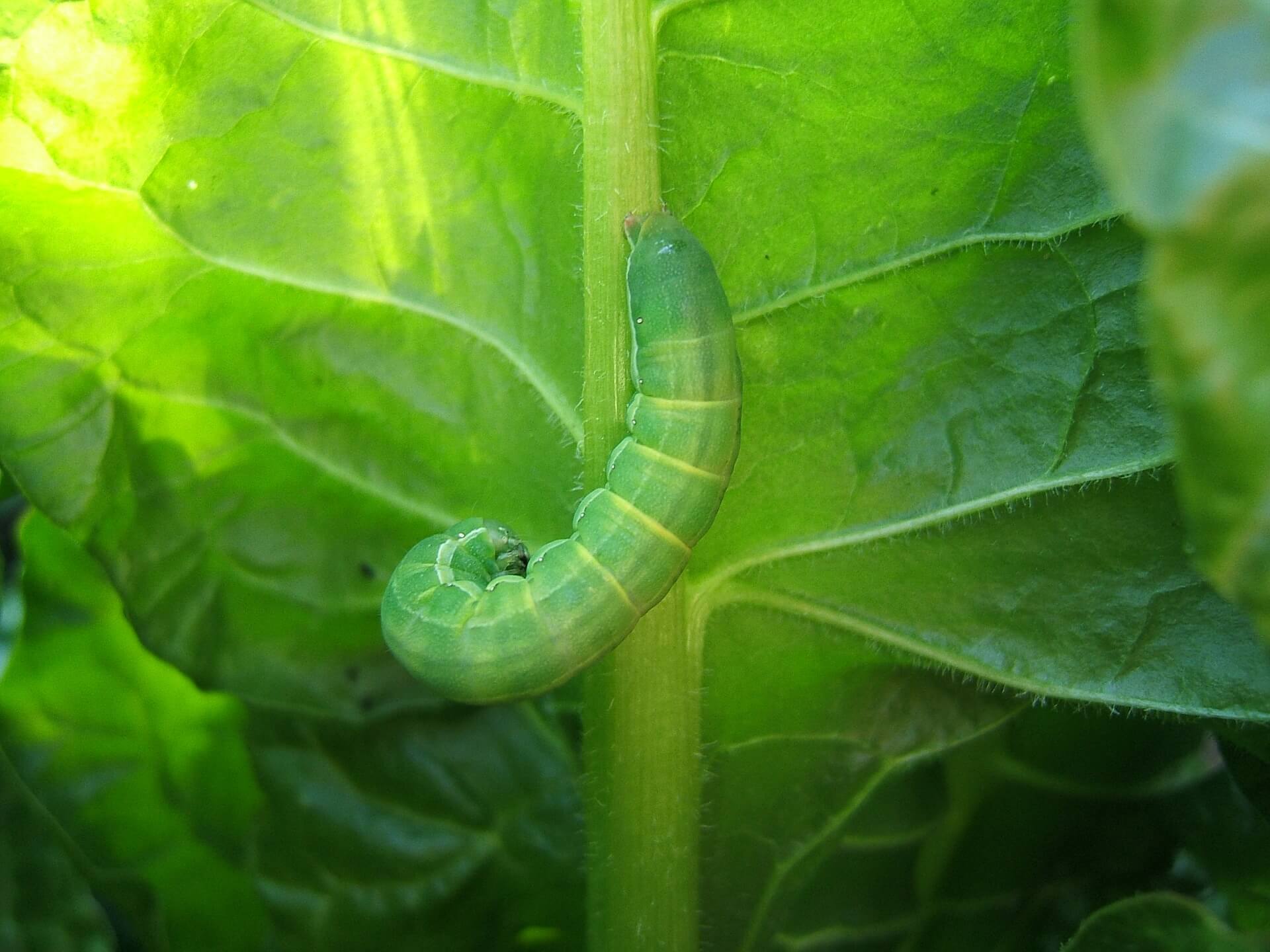 Foto de larva verde que muestra qué significa soñar con gusanos