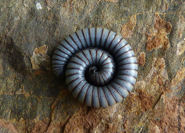 Foto de gusano recogido en espiral