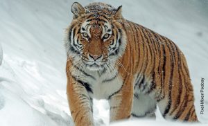 Foto de un felino en la nieve que ilustra qué significa soñar con tigres