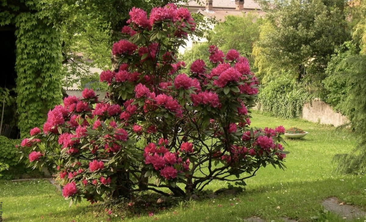Rododendro: cuidados para mantener este arbusto perfecto