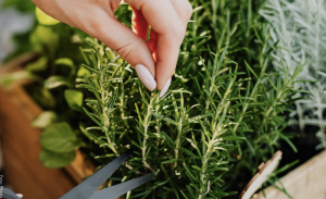 Romero, cuidados para cultivar esta planta