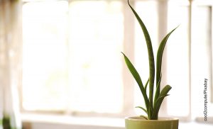 Foto de una planta que muestra la sansevieria y sus cuidados