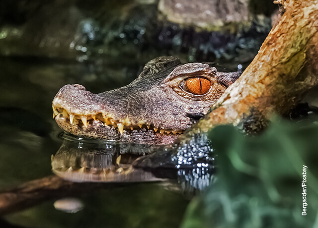 Foto de un animal acuático que ilustra lo que significa soñar con cocodrilos