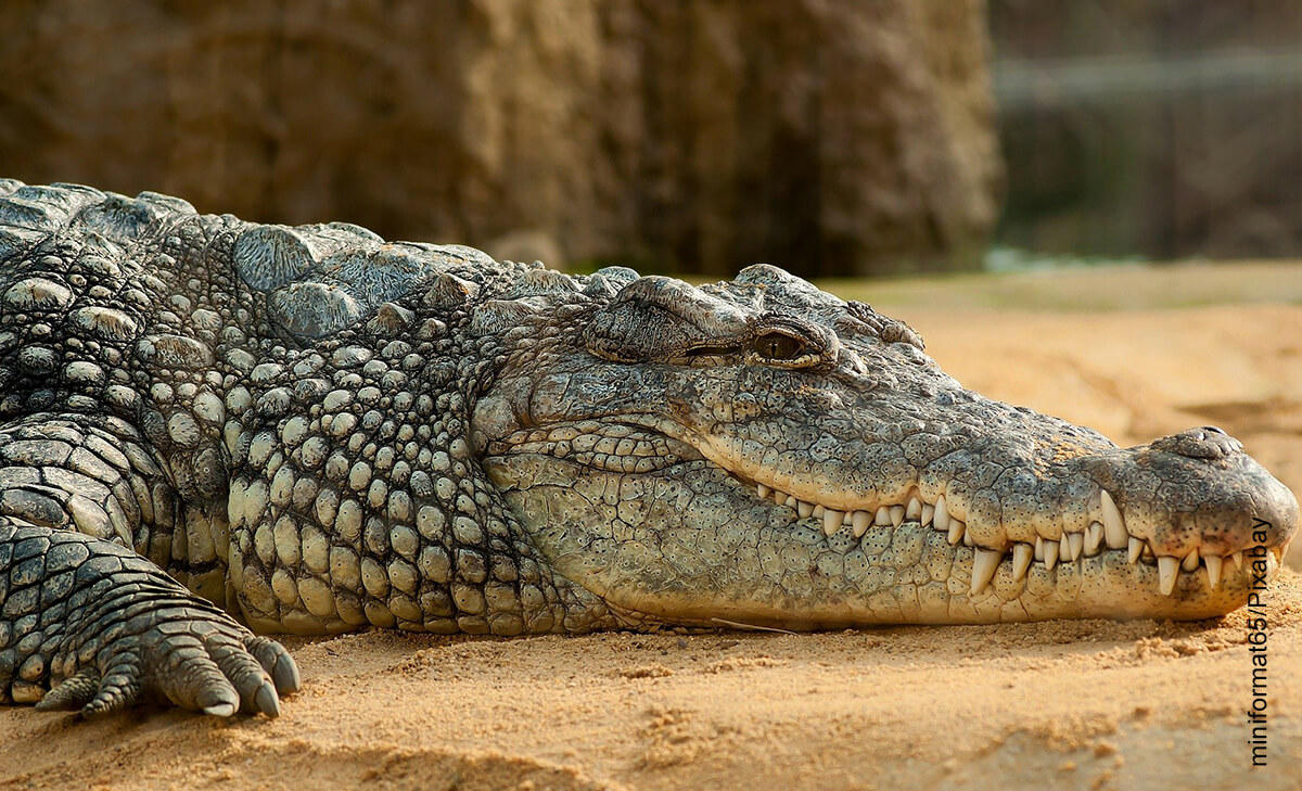 Foto de un reptil que muestra lo que es soñar con cocodrilos
