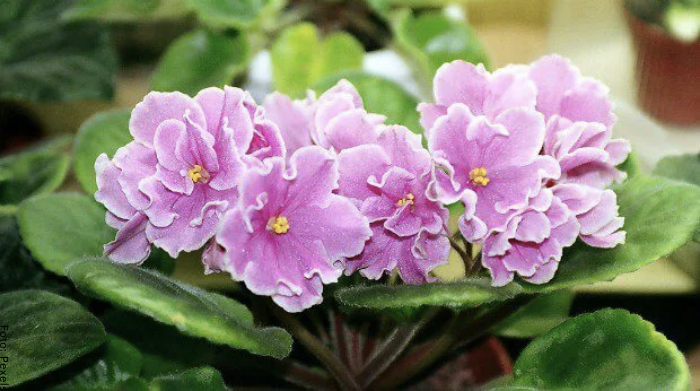 Foto de las flores de la planta violeta africana cuidados