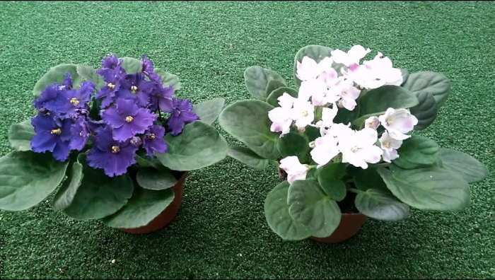 Foto de las plantas en color morado y blanco