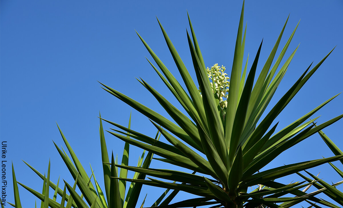 Foto de una planta en el campo que ilustra la yuca y sus cuidados
