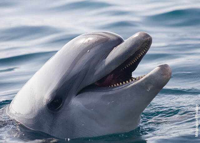 Foto de un delfín sonriendo que muestra los animales hermosos