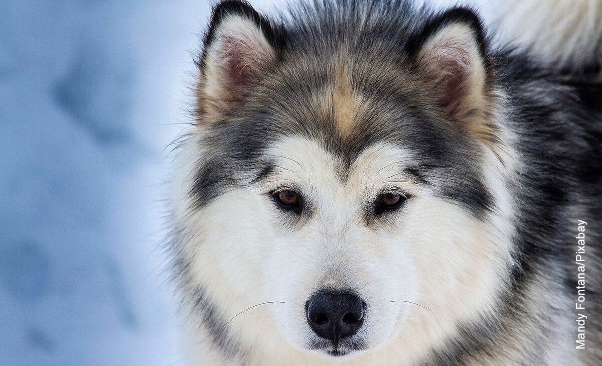 Foto de un perro lobo que ilustra los animales hermosos