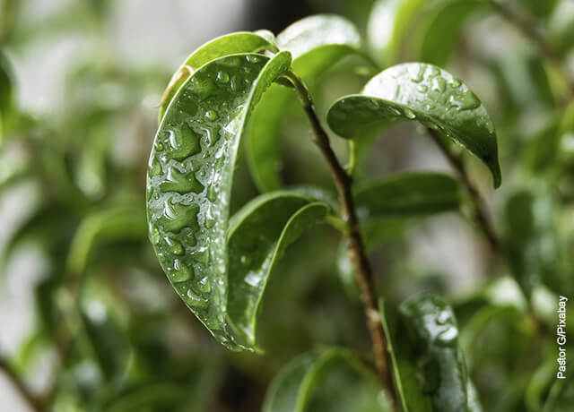 Foto de las hojas de una planta verde que ilustra la ficus benjamina y sus cuidados
